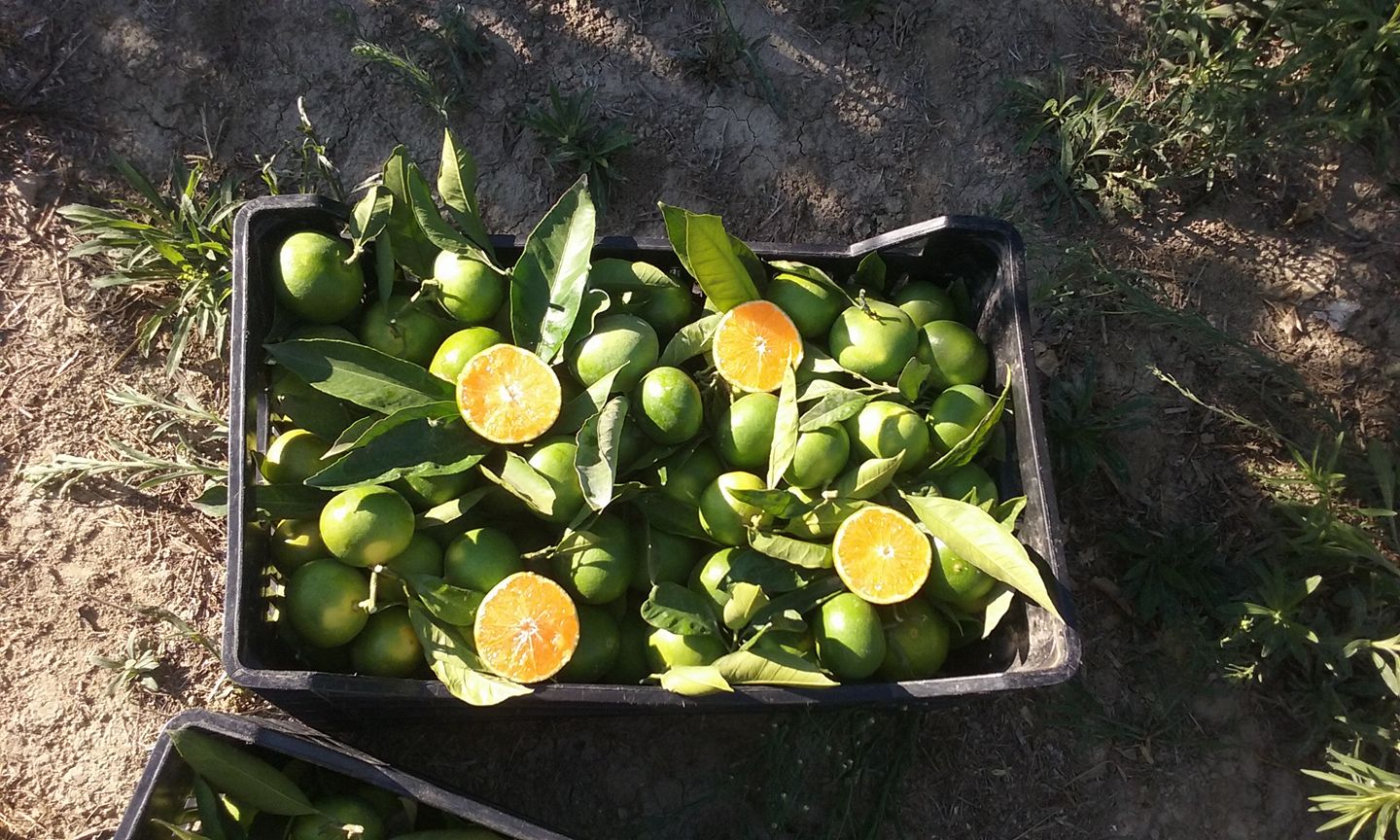 Azienda Agricola Minonni Santa