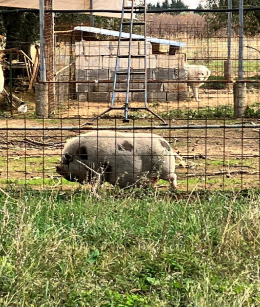 Agriturismo Il Pago