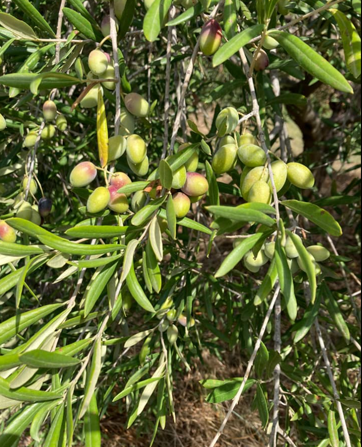 Tenuta Golfi