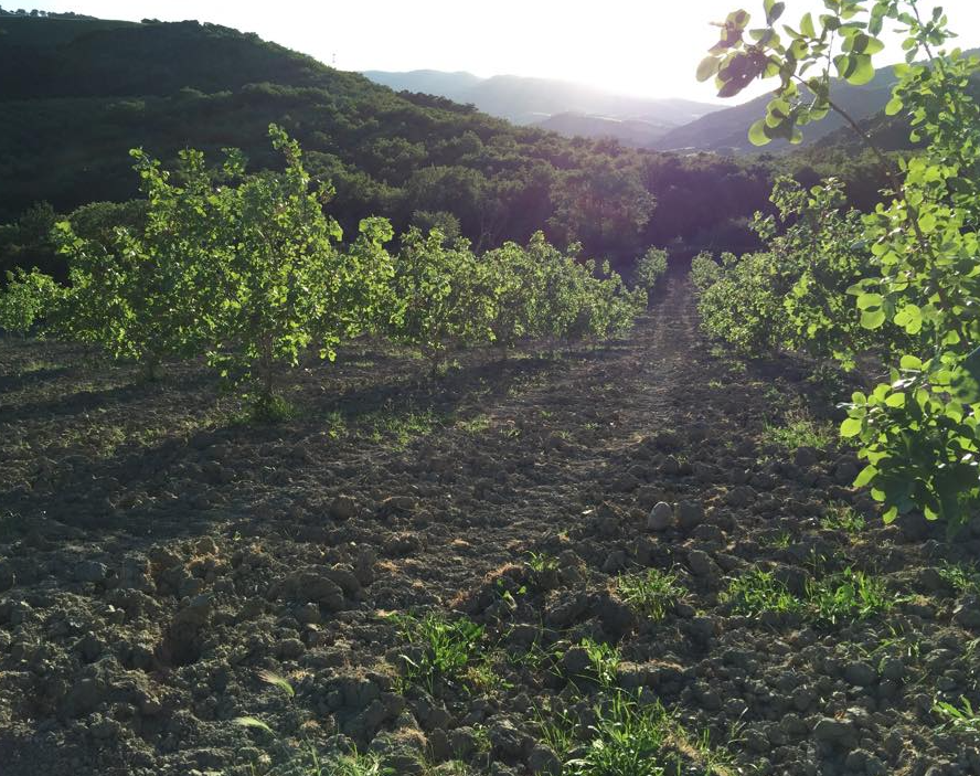 Azienda Agricola Serrealte