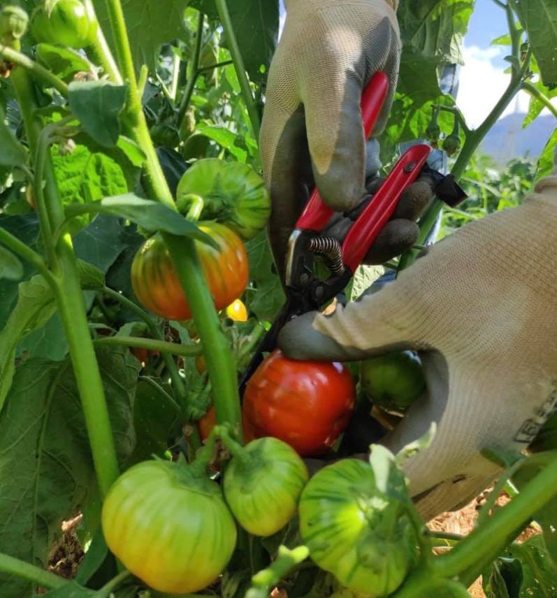 Il Pollino a tavola