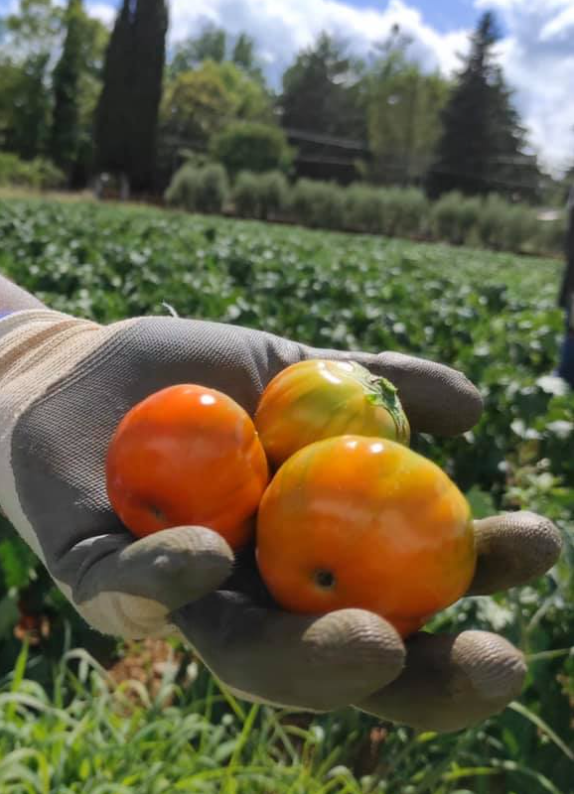 Il Pollino a tavola