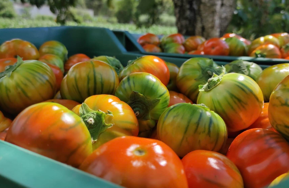 Il Pollino a tavola