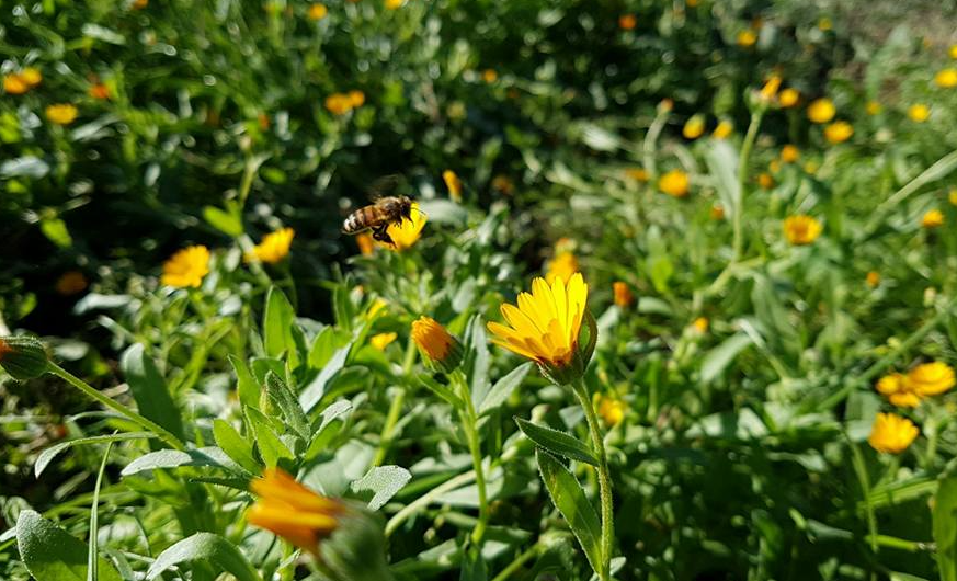 L'Oro dei Fiori