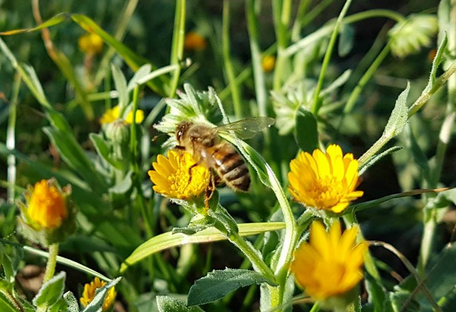 L'Oro dei Fiori