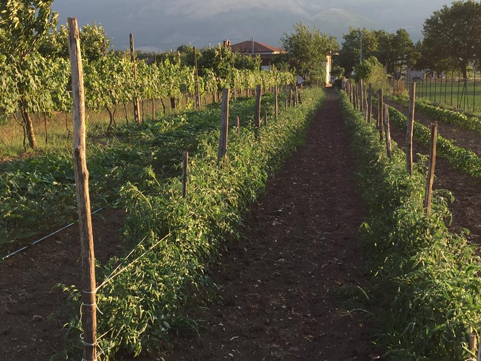 Azienda Agricola Nonno Ciccio