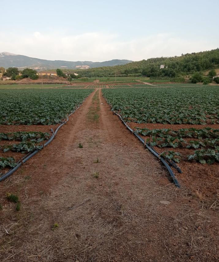 Azienda Agricola Belisario