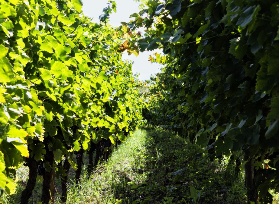 Azienda Agricola Elena Fucci