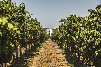 Visualizza i dettagli per Degustazione vini in cantina Immagine di Degustazione vini in cantina