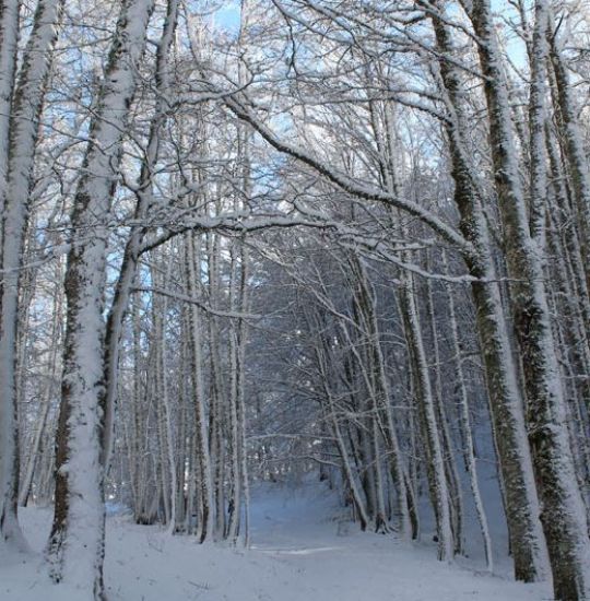 Immagine di Ciaspolate sulla neve nel Parco Nazionale del Pollino - Livello 1