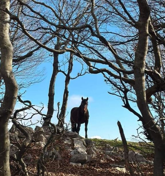 Lucania Trekking